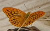 Argynnis paphia