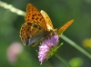 Argynnis paphia