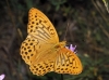 Argynnis paphia