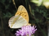 Argynnis paphia