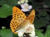 Argynnis paphia