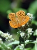 Argynnis paphia