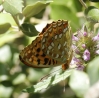 Argynnis adippe