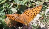 Argynnis adippe