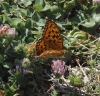 Argynnis adippe