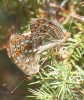 Argynnis adippe