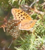 Argynnis adippe