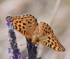 Argynnis adippe