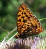 Argynnis adippe