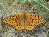 Argynnis aglaja