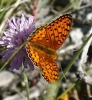 Argynnis aglaja