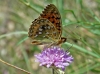 Argynnis aglaja