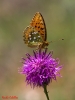 Argynnis aglaja