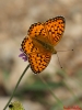 Argynnis aglaja