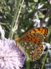 Argynnis aglaja