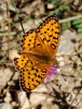 Argynnis aglaja