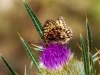 Argynnis aglaja