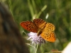 Argynnis paphia