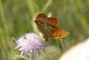 Argynnis paphia