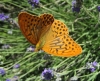 Argynnis paphia