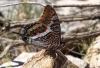 Charaxes jasius