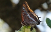 Charaxes jasius