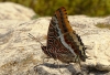 Charaxes jasius