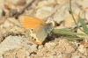 Coenonympha arcania