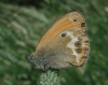 Coenonympha arcania