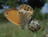 Coenonympha arcania