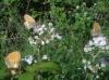 Coenonympha arcania
