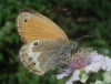 Coenonympha arcania