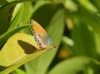 Coenonympha arcania