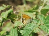 Coenonympha arcania