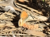 Coenonympha arcania