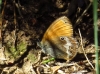 Coenonympha arcania