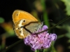 Coenonympha arcania