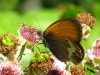 Coenonympha arcania