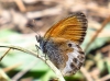 Coenonympha arcania