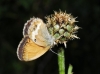 Coenonympha arcania