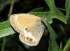 Coenonympha arcania
