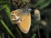 Coenonympha arcania
