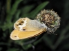 Coenonympha arcania
