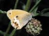 Coenonympha arcania