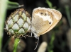 Coenonympha arcania