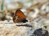 Coenonympha arcania