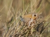Coenonympha dorus