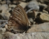 Coenonympha dorus