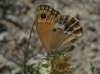 Coenonympha dorus