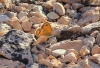 Coenonympha dorus